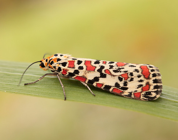 72.034 BF2054 Crimson Speckled Utetheisa pulchella