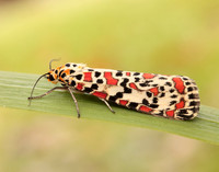 72.034 BF2054 Crimson Speckled Utetheisa pulchella
