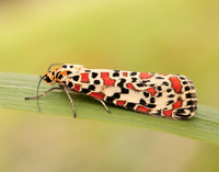 72.034 BF2054 Crimson Speckled Utetheisa pulchella