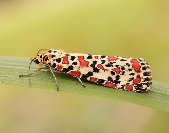 72.034 BF2054 Crimson Speckled Utetheisa pulchella