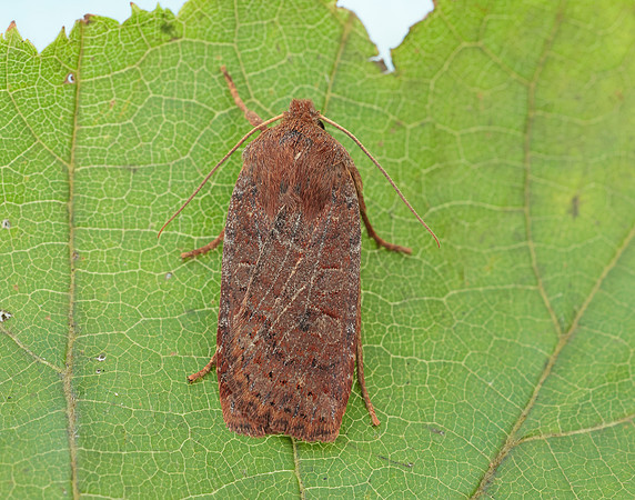 73.194 BF2258 Chestnut Conistra vaccinii
