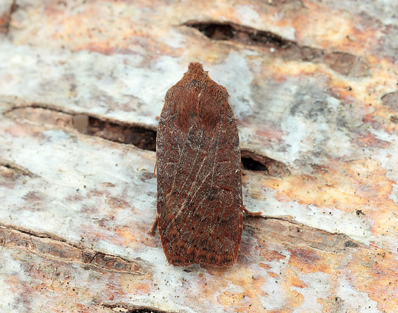 73.194 BF2258 Chestnut Conistra vaccinii
