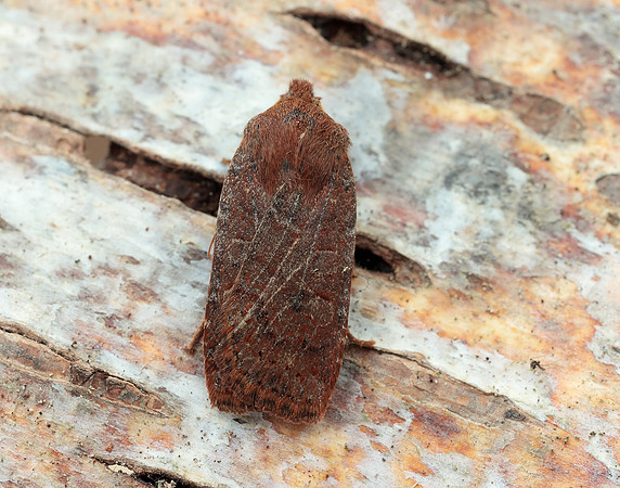 73.194 BF2258 Chestnut Conistra vaccinii