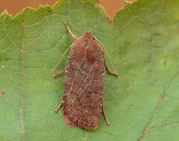73.194 BF2258 Chestnut Conistra vaccinii