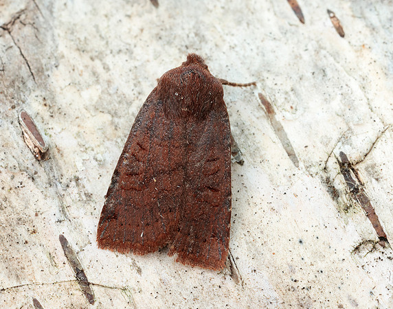 73.195 BF2259 Dark Chestnut Conistra ligula