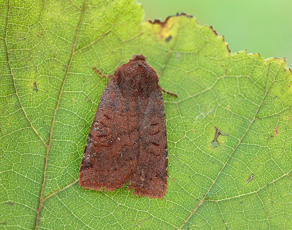 73.195 BF2259 Dark Chestnut Conistra ligula