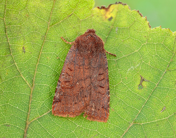 73.195 BF2259 Dark Chestnut Conistra ligula