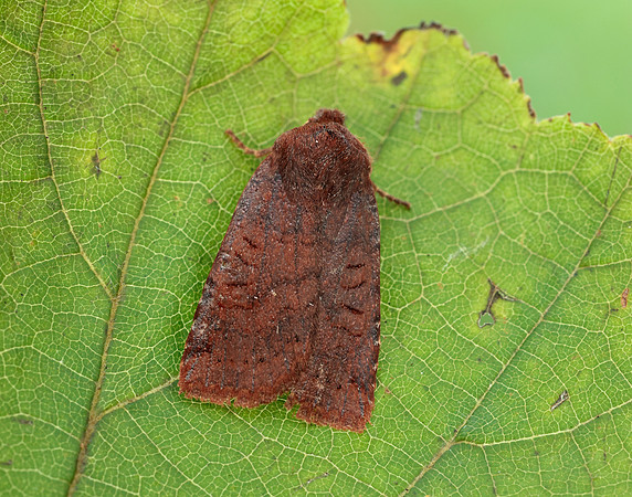 73.195 BF2259 Dark Chestnut Conistra ligula