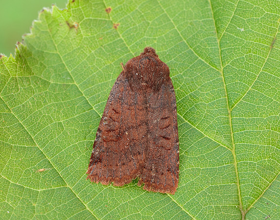 73.195 BF2259 Dark Chestnut Conistra ligula