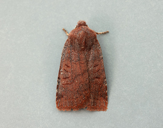 73.195 BF2259 Dark Chestnut Conistra ligula