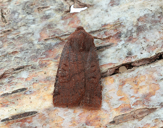 73.195 BF2259 Dark Chestnut Conistra ligula