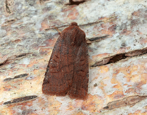 73.195 BF2259 Dark Chestnut Conistra ligula