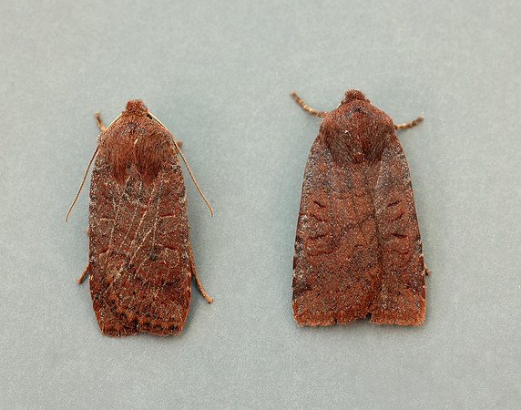 73.195 BF2259 Dark Chestnut Conistra ligula