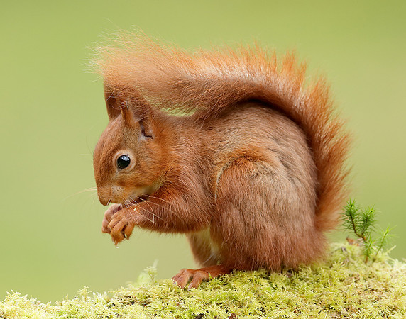 Red Squirrel Sciurus vulgaris