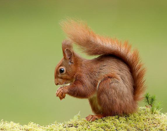 Red Squirrel Sciurus vulgaris
