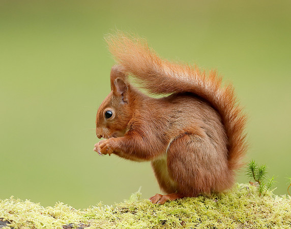 Red Squirrel Sciurus vulgaris