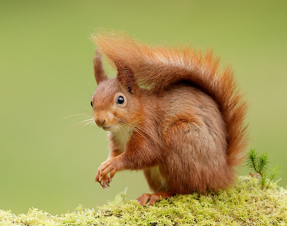 Red Squirrel Sciurus vulgaris