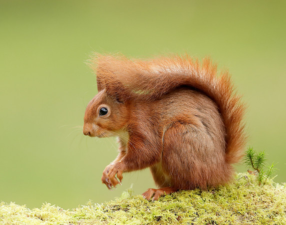 Red Squirrel Sciurus vulgaris