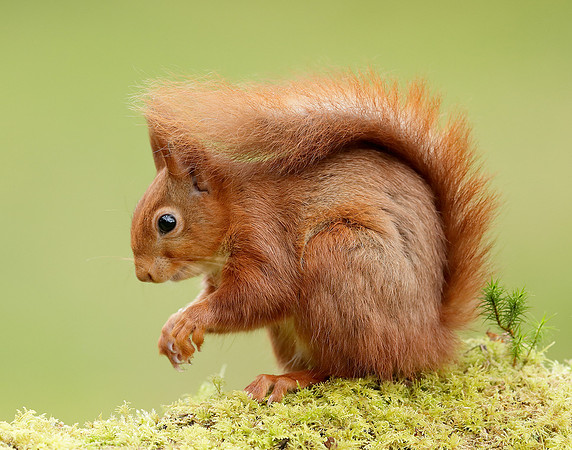 Red Squirrel Sciurus vulgaris