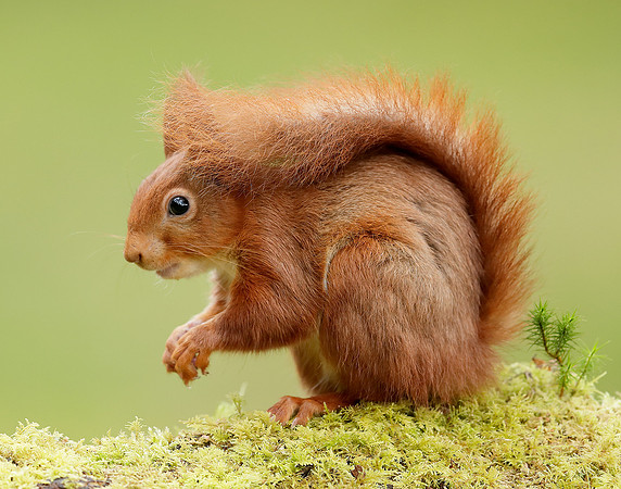 Red Squirrel Sciurus vulgaris