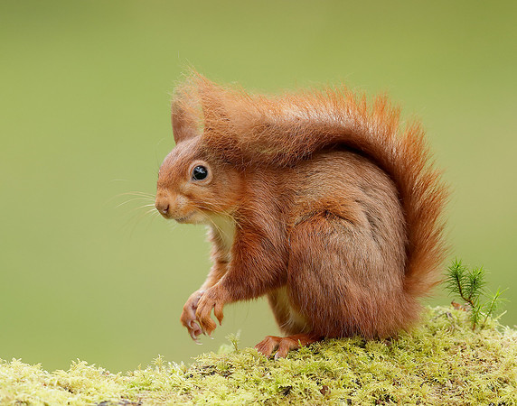 Red Squirrel Sciurus vulgaris