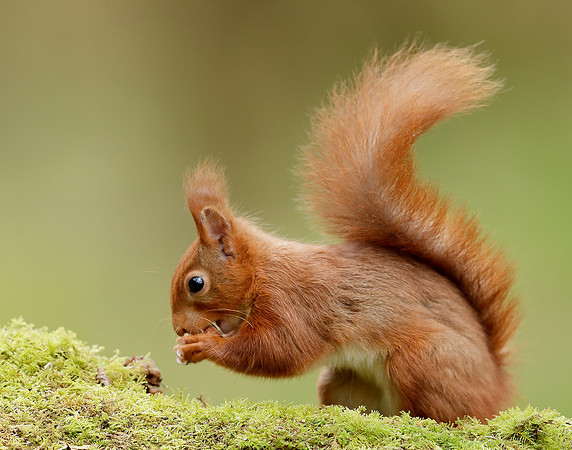 Red Squirrel Sciurus vulgaris