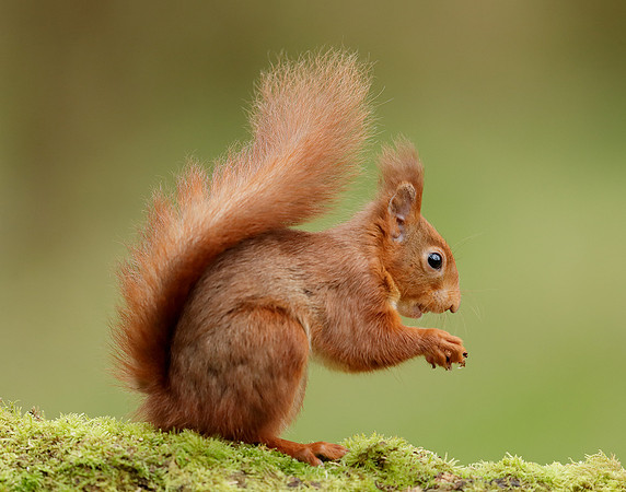 Red Squirrel Sciurus vulgaris