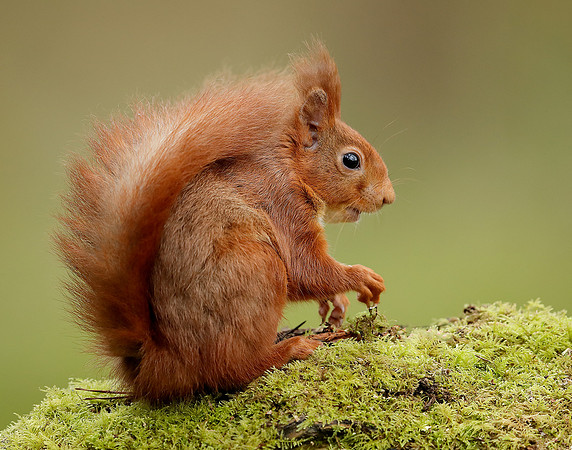 Red Squirrel Sciurus vulgaris