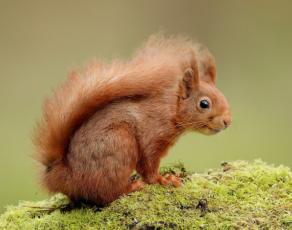 Red Squirrel Sciurus vulgaris