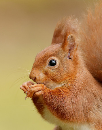Red Squirrel Sciurus vulgaris