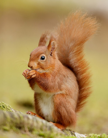 Red Squirrel Sciurus vulgaris