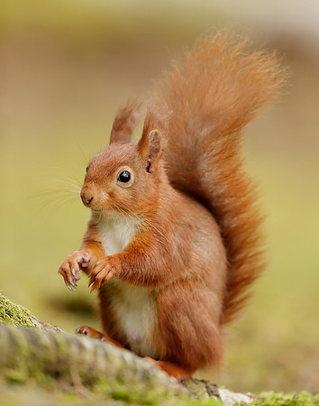Red Squirrel Sciurus vulgaris