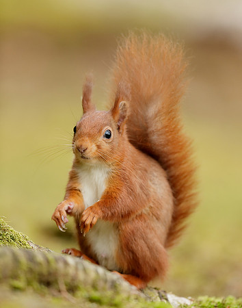 Red Squirrel Sciurus vulgaris