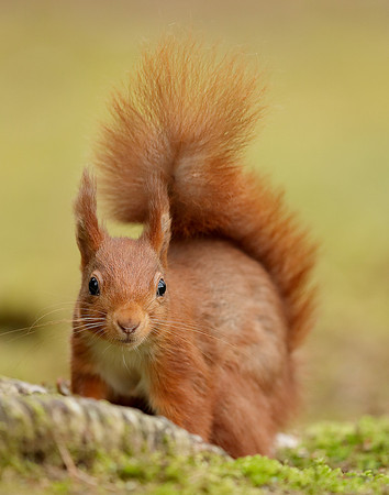 Red Squirrel Sciurus vulgaris