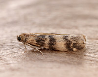 62.048 BF1470 Euzophera pinguis