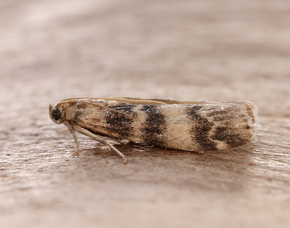 62.048 BF1470 Euzophera pinguis
