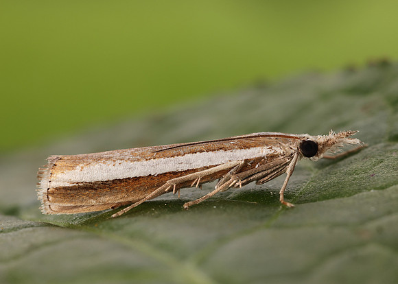 63.091 BF1307 Agriphila latistria