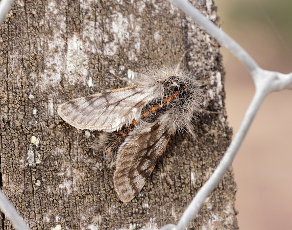 70.249 BF1929 Rannoch Brindled Beauty Lycia lapponaria