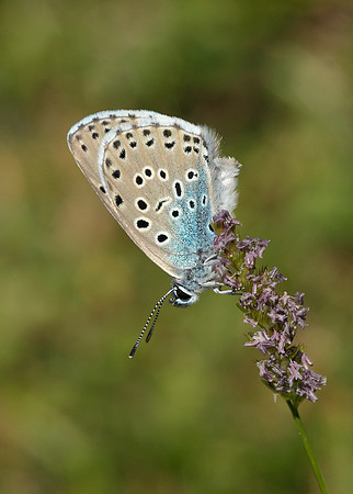 Large Blue Maculinea arion