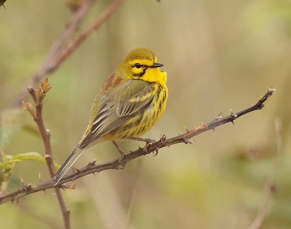 Prairie Warbler Setophaga discolor
