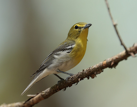 Yellow-throated Vireo Vireo flavifrons