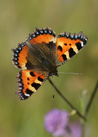 Small Tortoiseshell Aglais urticae
