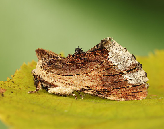 71.022 BF2009 Maple Prominent Ptilodon cucullina