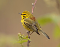 Prairie Warbler Setophaga discolor