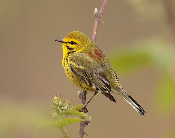 Prairie Warbler Setophaga discolor