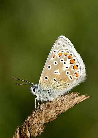 Common Blue Polyommatus icarus