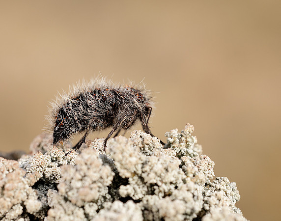 70.249 BF1929 Rannoch Brindled Beauty Lycia lapponaria