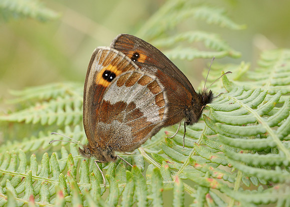 Scotch Argus Erebia aethiops
