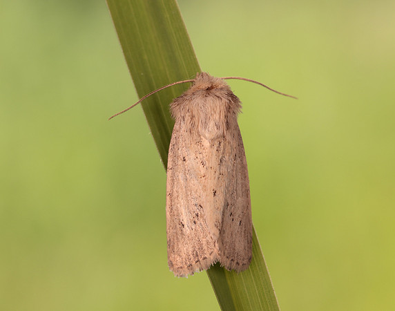 73.149 BF2347  Concolorous Photedes extrema