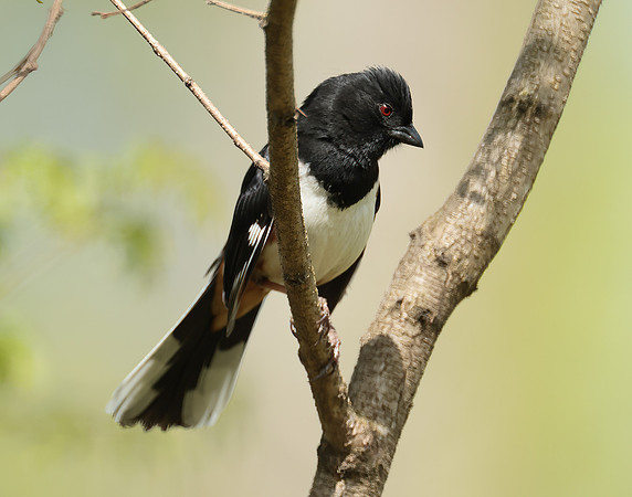 Eastern Towhee Pipilo erythrophthalmus